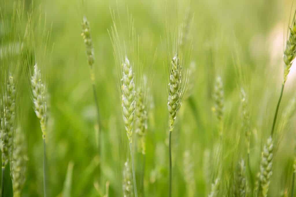 Oat Straw Benefits Dosing Where To Buy And More